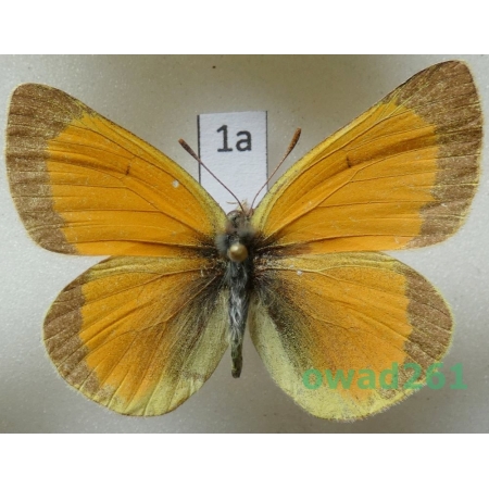 Colias lada Grum-Grshimailo, 1891 male China1a